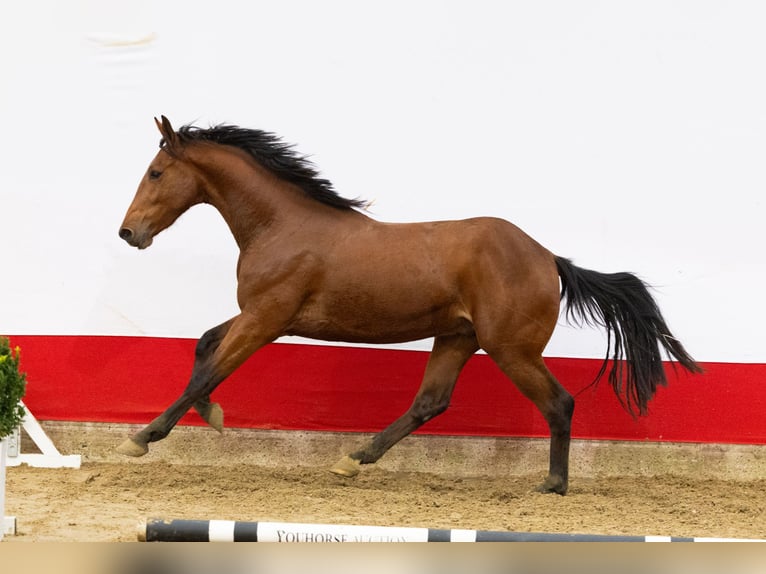 Anglo European Studbook Hengst 2 Jahre 162 cm Brauner in Waddinxveen