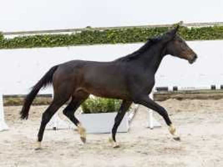 Anglo European Studbook Hengst 2 Jahre 165 cm Dunkelbrauner in Waddinxveen