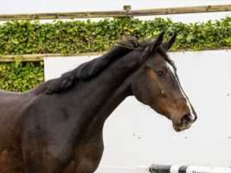 Anglo European Studbook Hengst 2 Jahre 165 cm Dunkelbrauner in Waddinxveen