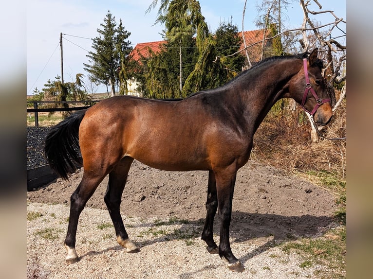 Anglo European Studbook Hengst 2 Jahre 170 cm Dunkelbrauner in barciany