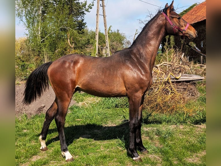Anglo European Studbook Hengst 2 Jahre 170 cm Dunkelbrauner in barciany