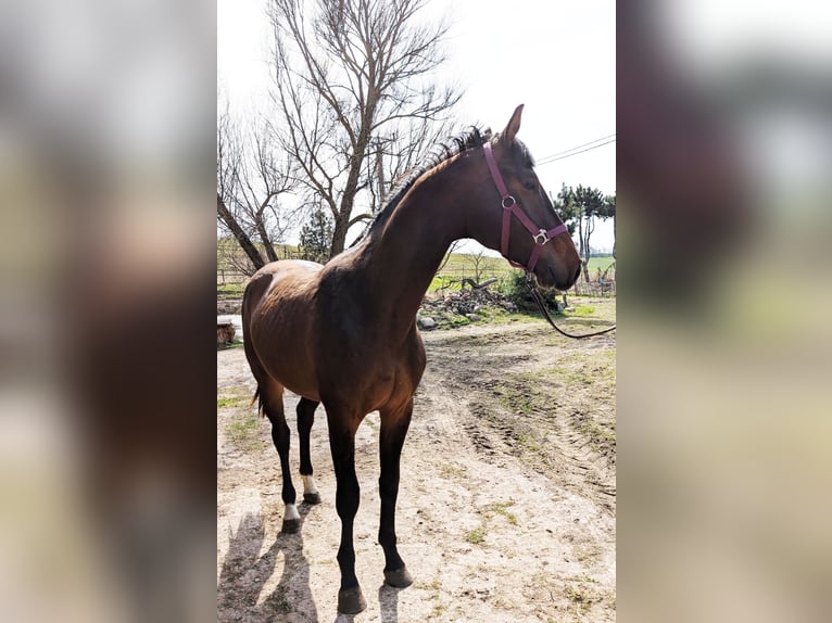 Anglo European Studbook Hengst 2 Jahre 170 cm Dunkelbrauner in barciany