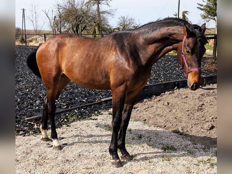 Anglo European Studbook Hengst 2 Jahre 170 cm Dunkelbrauner in barciany