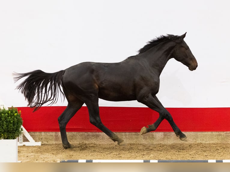 Anglo European Studbook Hengst 2 Jahre 171 cm Dunkelbrauner in Waddinxveen
