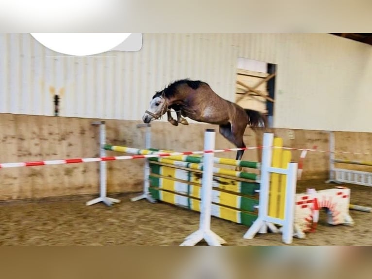 Anglo European Studbook Hengst 3 Jahre 144 cm Schimmel in Welver