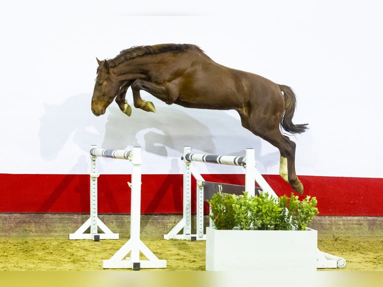 Anglo European Studbook Hengst 3 Jahre 161 cm Dunkelfuchs in Waddinxveen