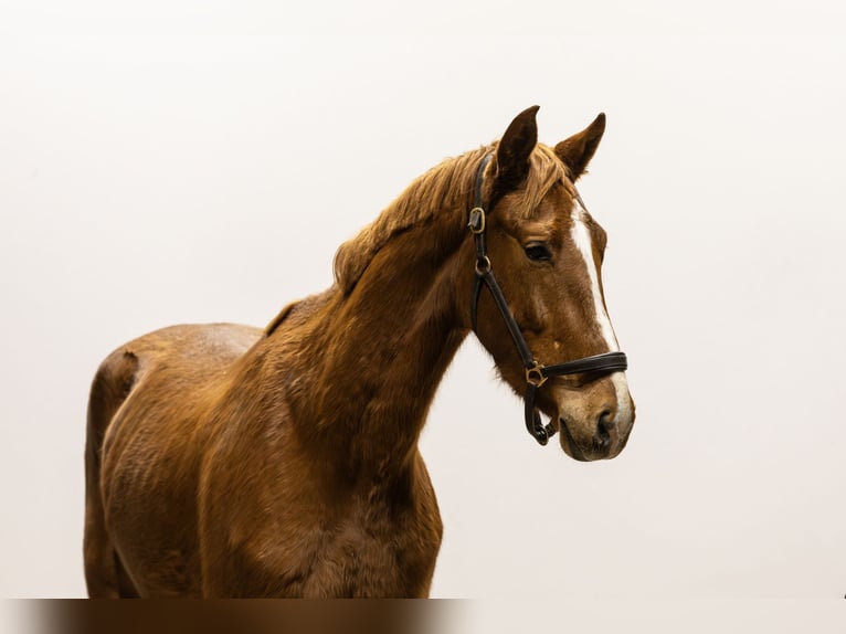 Anglo European Studbook Hengst 3 Jahre 161 cm Fuchs in Waddinxveen