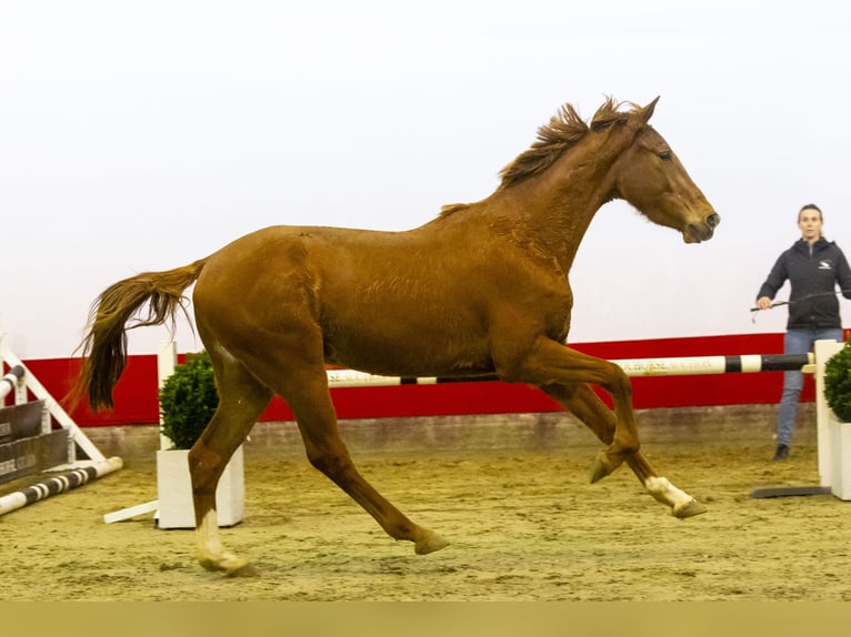 Anglo European Studbook Hengst 3 Jahre 161 cm Fuchs in Waddinxveen