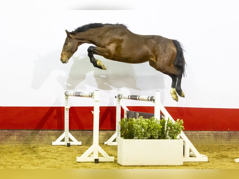 Anglo European Studbook Hengst 3 Jahre 162 cm Brauner in Waddinxveen