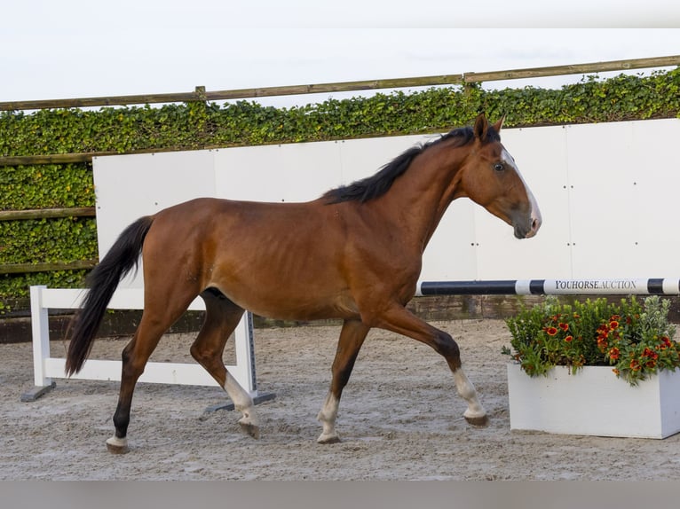 Anglo European Studbook Hengst 3 Jahre 163 cm Brauner in Waddinxveen