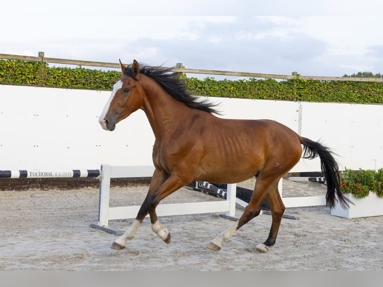 Anglo European Studbook Hengst 3 Jahre 163 cm Brauner in Waddinxveen