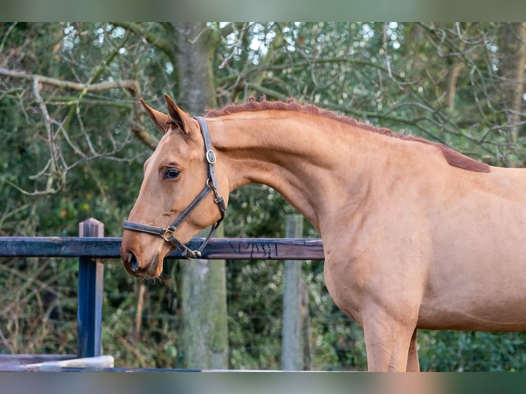 Anglo European Studbook Hengst 3 Jahre 164 cm Fuchs in Grote Brogel