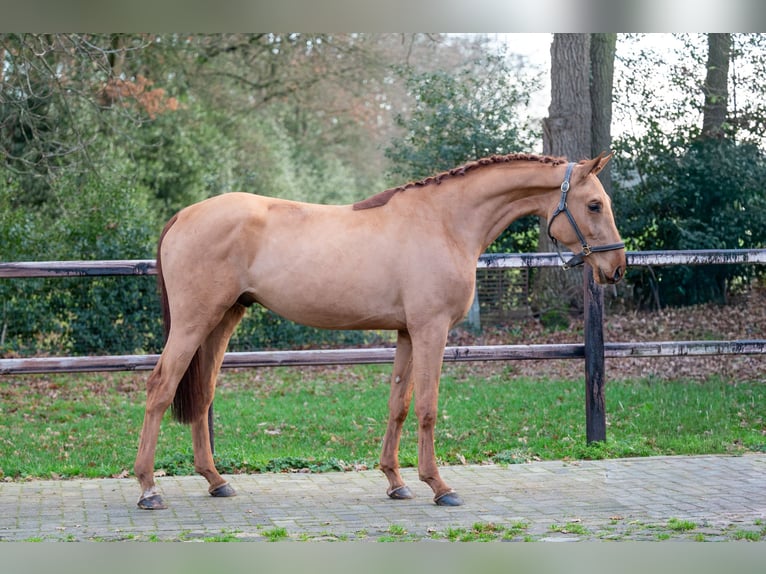 Anglo European Studbook Hengst 3 Jahre 164 cm Fuchs in Wijchmaal