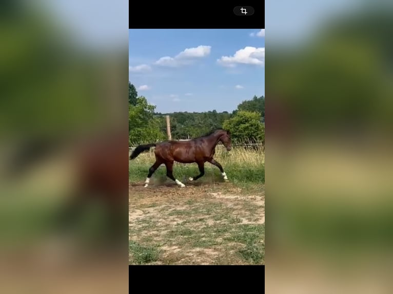 Anglo European Studbook Hengst 3 Jahre 166 cm Dunkelbrauner in Twardowice