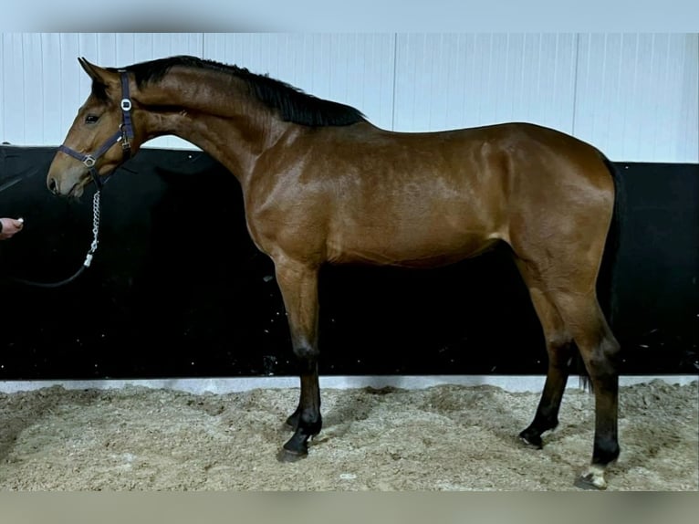 Anglo European Studbook Hengst 3 Jahre 168 cm in Békéscsaba