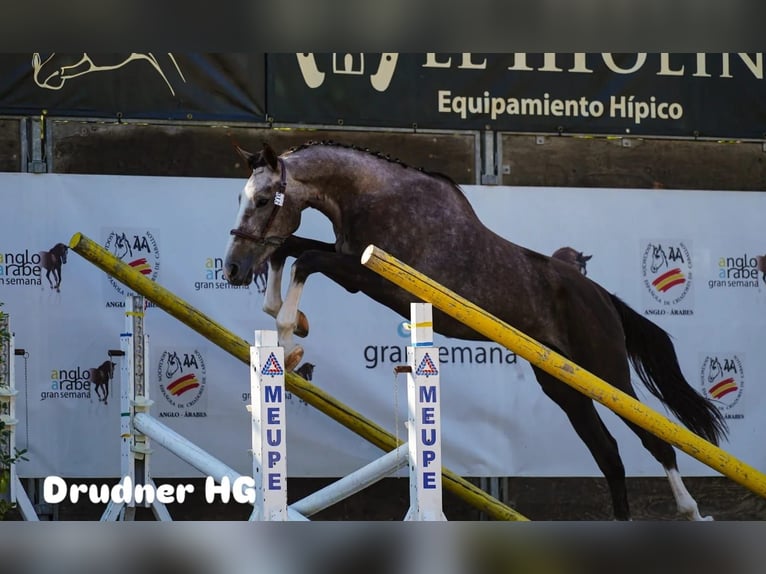 Anglo European Studbook Hengst 3 Jahre 171 cm Schimmel in Ciudad Real