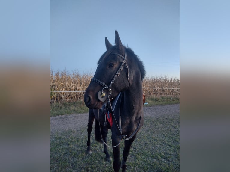 Anglo European Studbook Hengst 4 Jahre 150 cm Schwarzbrauner in Stryków