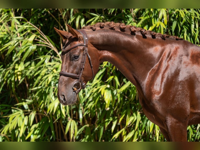 Anglo European Studbook Hengst 4 Jahre 161 cm Dunkelfuchs in Grote-Brogel