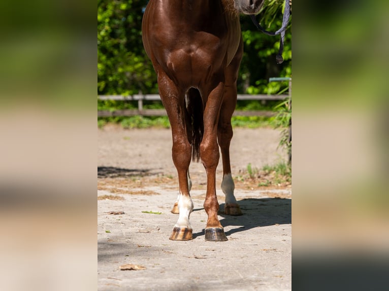 Anglo European Studbook Hengst 4 Jahre 161 cm Dunkelfuchs in Grote-Brogel