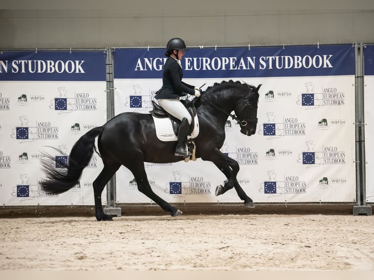 Anglo European Studbook Mix Hengst 4 Jahre 162 cm Rappe in Groesbeek