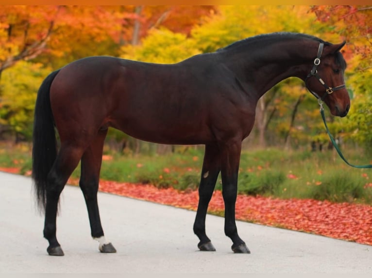 Anglo European Studbook Hengst 4 Jahre 170 cm Brauner in Halbenrain