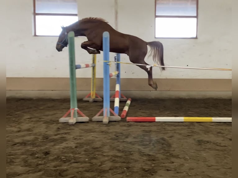 Anglo European Studbook Hengst 5 Jahre 168 cm Dunkelfuchs in Békéscsaba