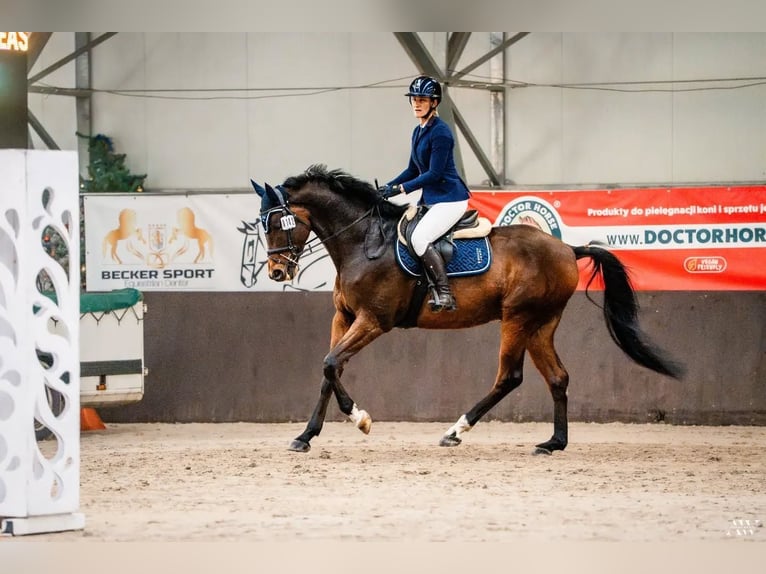 Anglo European Studbook Mix Hengst 5 Jahre 172 cm Rotbrauner in Garwolin