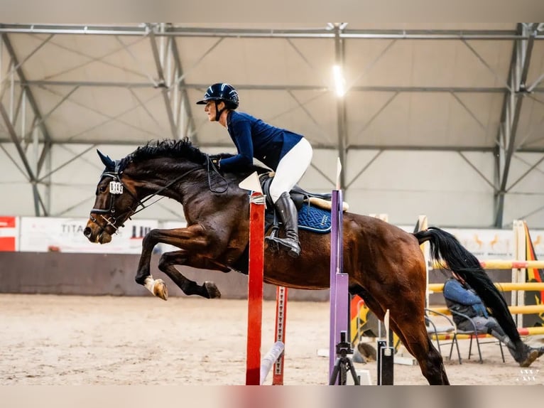 Anglo European Studbook Mix Hengst 5 Jahre 172 cm Rotbrauner in Garwolin