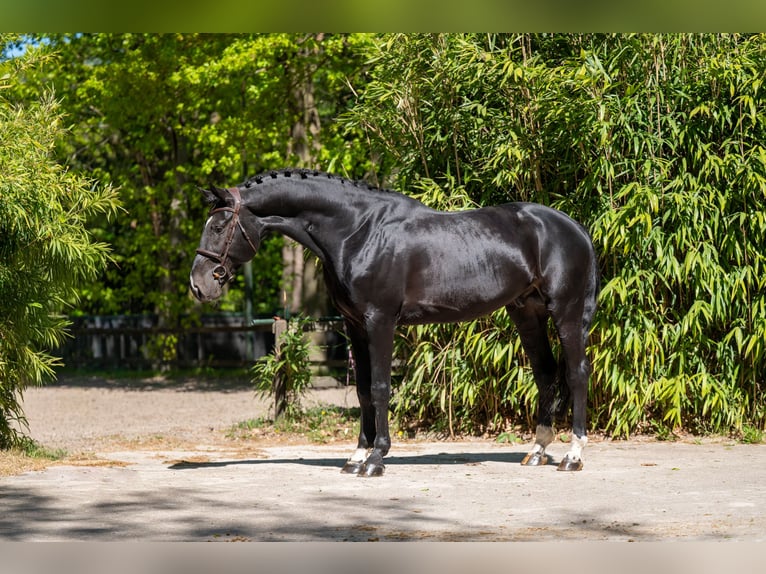 Anglo European Studbook Hengst 6 Jahre 174 cm Schwarzbrauner in Grote-Brogel