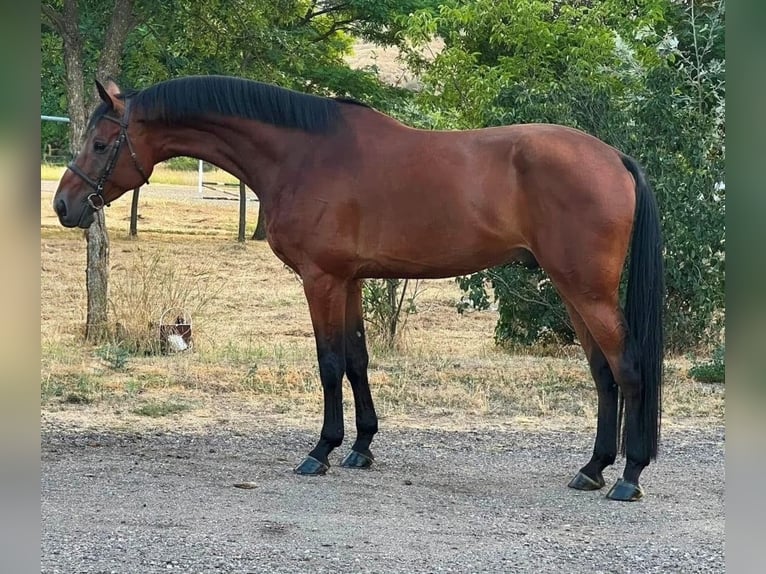Anglo European Studbook Hengst 7 Jahre 170 cm Brauner in Hódmezővásárhely