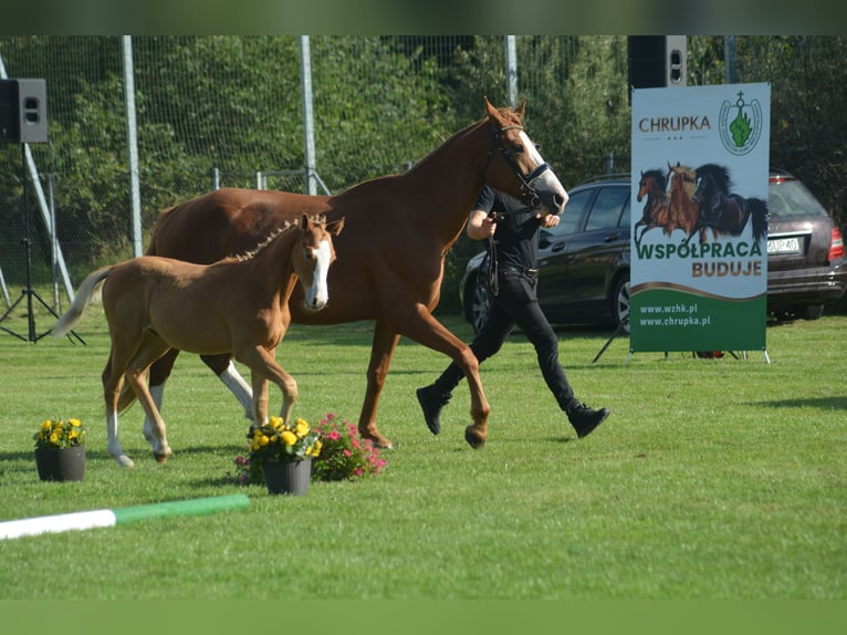 Anglo European Studbook Hengst Fohlen (06/2025) 128 cm Fuchs in Romanowo G&#xF3;rne