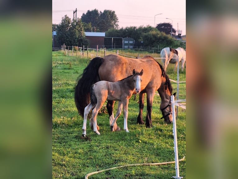 Anglo European Studbook Mix Hengst Fohlen (06/2024) 140 cm Buckskin in Geffen