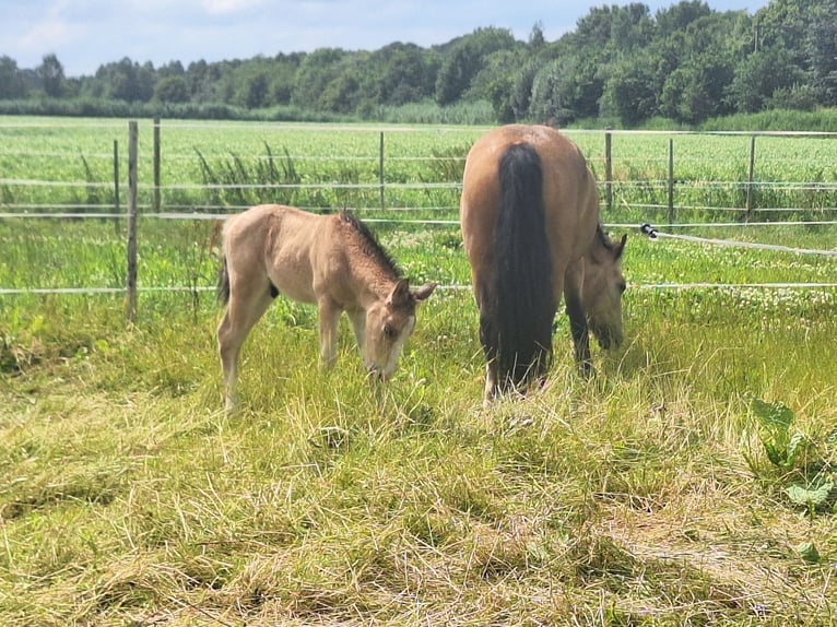 Anglo European Studbook Mix Hengst Fohlen (06/2024) 140 cm Buckskin in Geffen