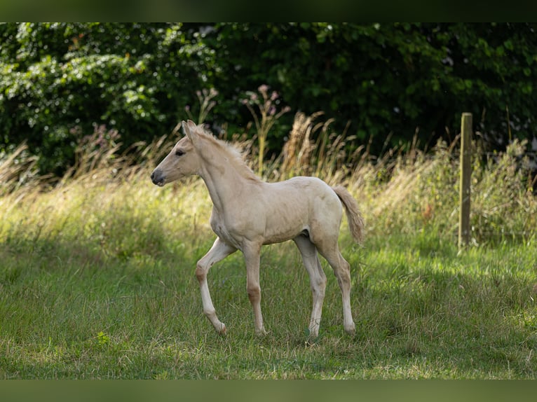 Anglo European Studbook Hengst Fohlen (06/2024) 163 cm Dunalino in Eisighofen