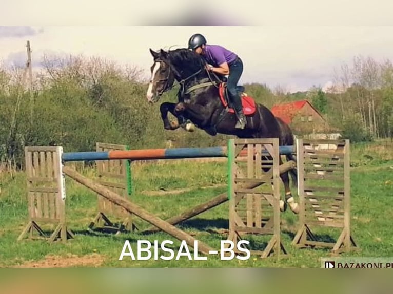 Anglo European Studbook Hengst Fohlen (05/2025) 165 cm Fuchs in Dolsk
