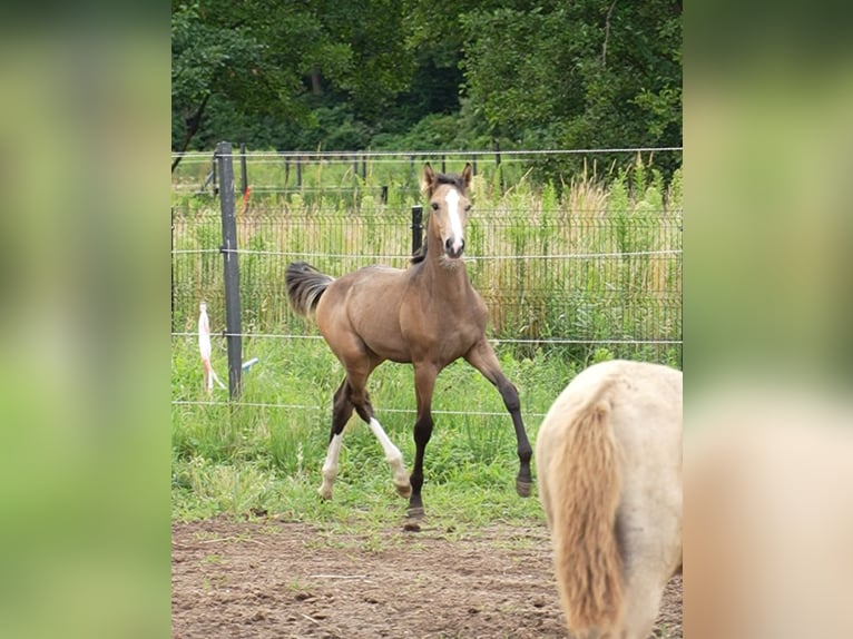 Anglo European Studbook Hengst Fohlen (03/2026) 169 cm Buckskin in Lubsza