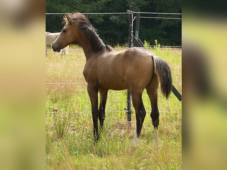 Anglo European Studbook Hengst Fohlen (03/2026) 169 cm Buckskin in Lubsza
