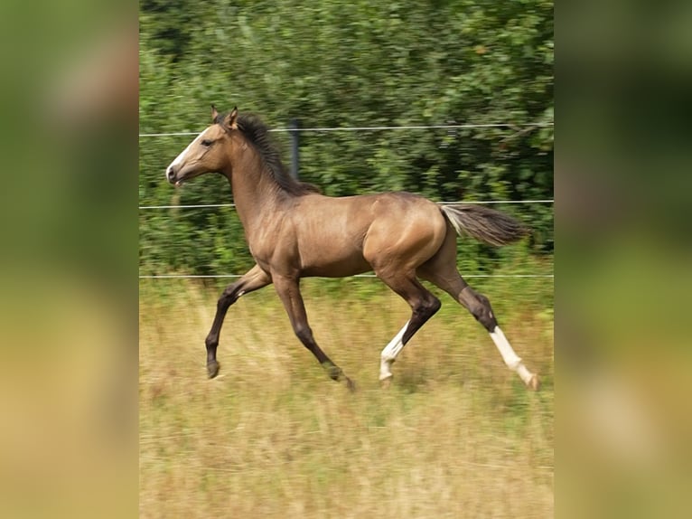 Anglo European Studbook Hengst Fohlen (03/2026) 169 cm Buckskin in Lubsza