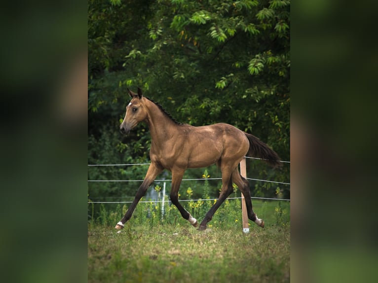 Anglo European Studbook Hengst Fohlen (01/2025) 170 cm Buckskin in Ewelin
