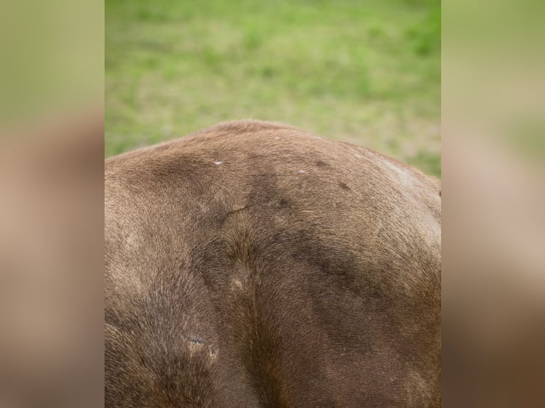 Anglo European Studbook Hengst Fohlen (01/2025) 170 cm Buckskin in Ewelin