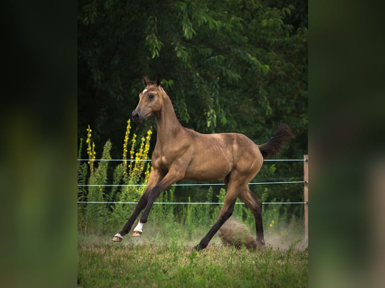 Anglo European Studbook Hengst Fohlen (01/2025) 170 cm Buckskin in Ewelin
