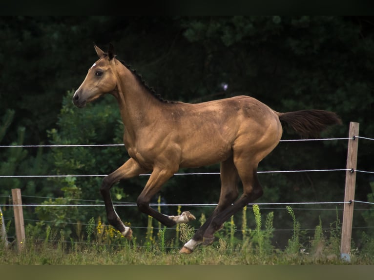 Anglo European Studbook Hengst Fohlen (01/2025) 170 cm Buckskin in Ewelin