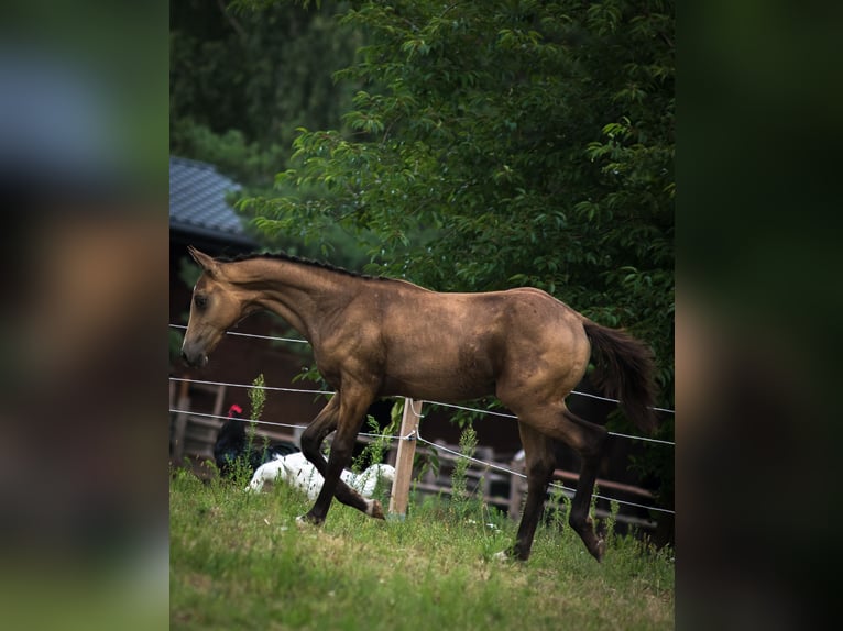 Anglo European Studbook Hengst Fohlen (01/2025) 170 cm Buckskin in Ewelin