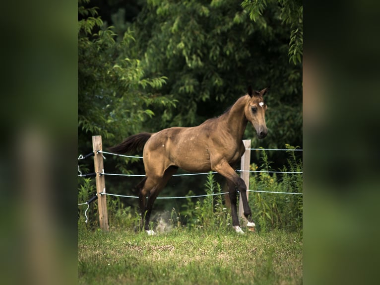Anglo European Studbook Hengst Fohlen (01/2025) 170 cm Buckskin in Ewelin