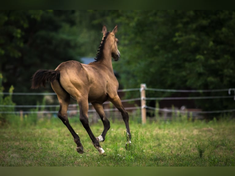 Anglo European Studbook Hengst Fohlen (01/2025) 170 cm Buckskin in Ewelin