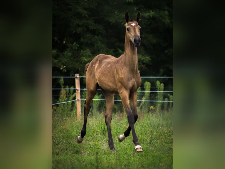 Anglo European Studbook Hengst Fohlen (01/2025) 170 cm Buckskin in Ewelin