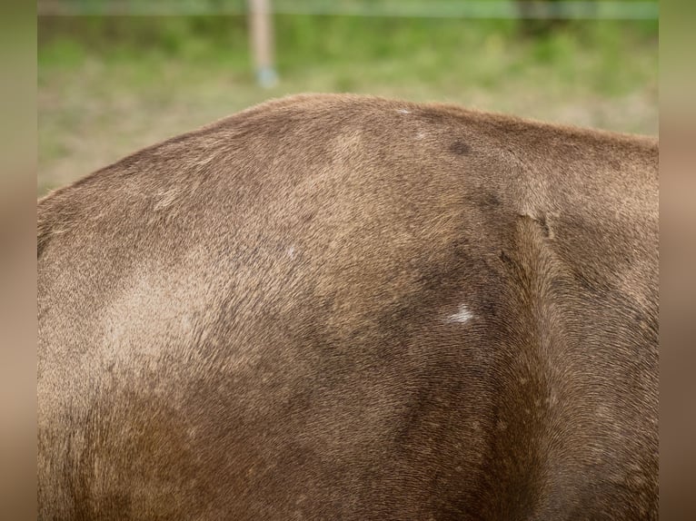 Anglo European Studbook Hengst Fohlen (01/2025) 170 cm Buckskin in Ewelin