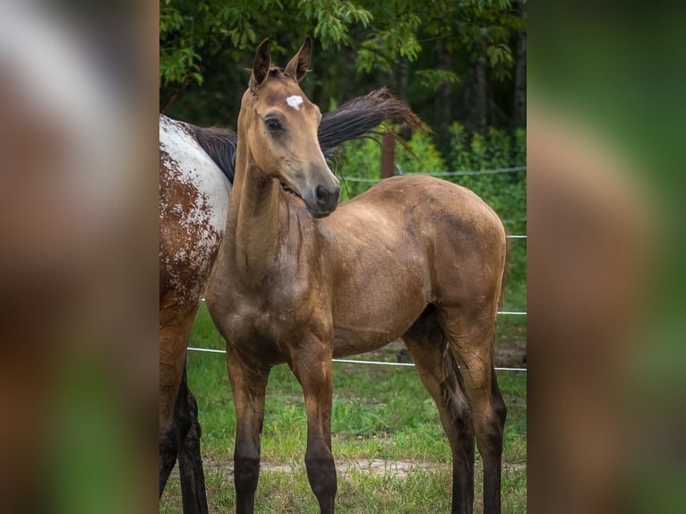 Anglo European Studbook Hengst Fohlen (01/2025) 170 cm Buckskin in Ewelin