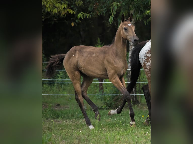 Anglo European Studbook Hengst Fohlen (01/2025) 170 cm Buckskin in Ewelin