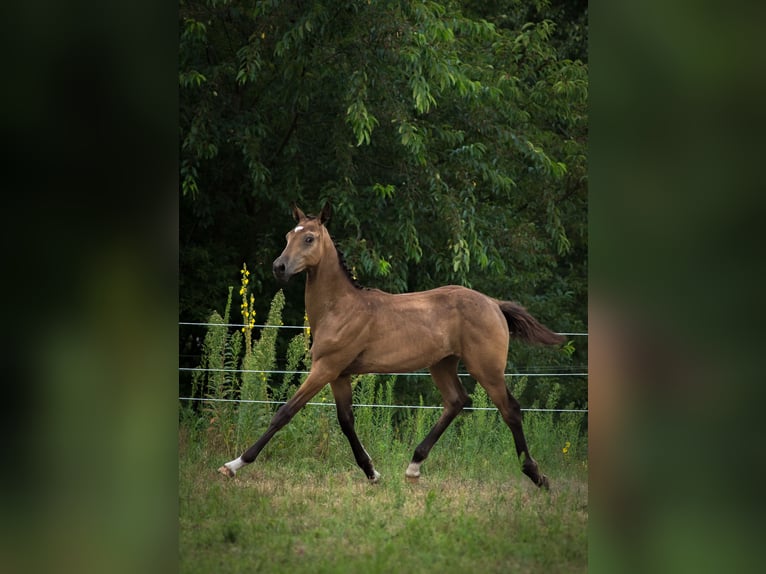 Anglo European Studbook Hengst Fohlen (01/2025) 170 cm Buckskin in Ewelin